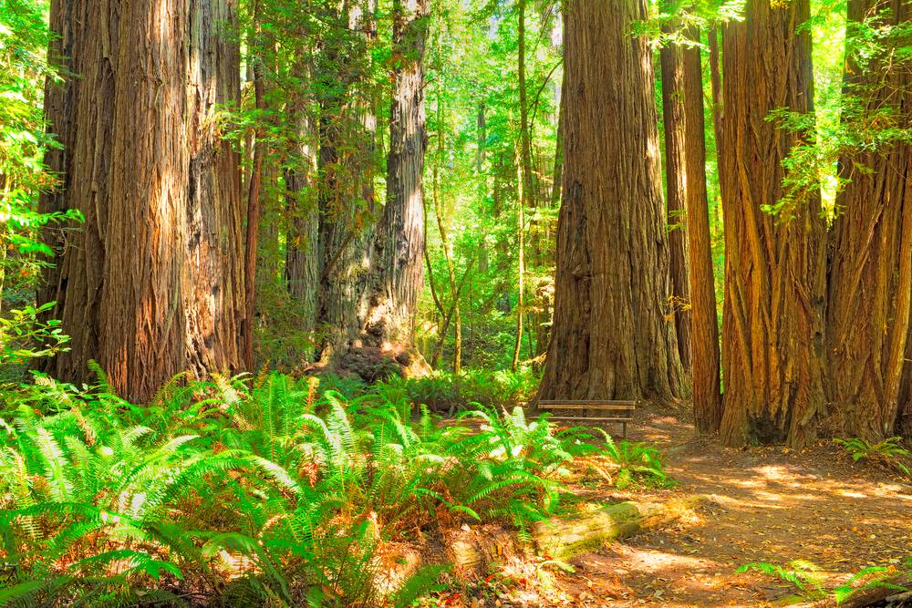 Tall Tree Trail